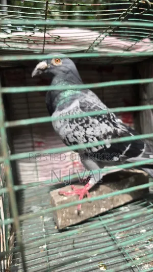 Maxi Male Pigeon