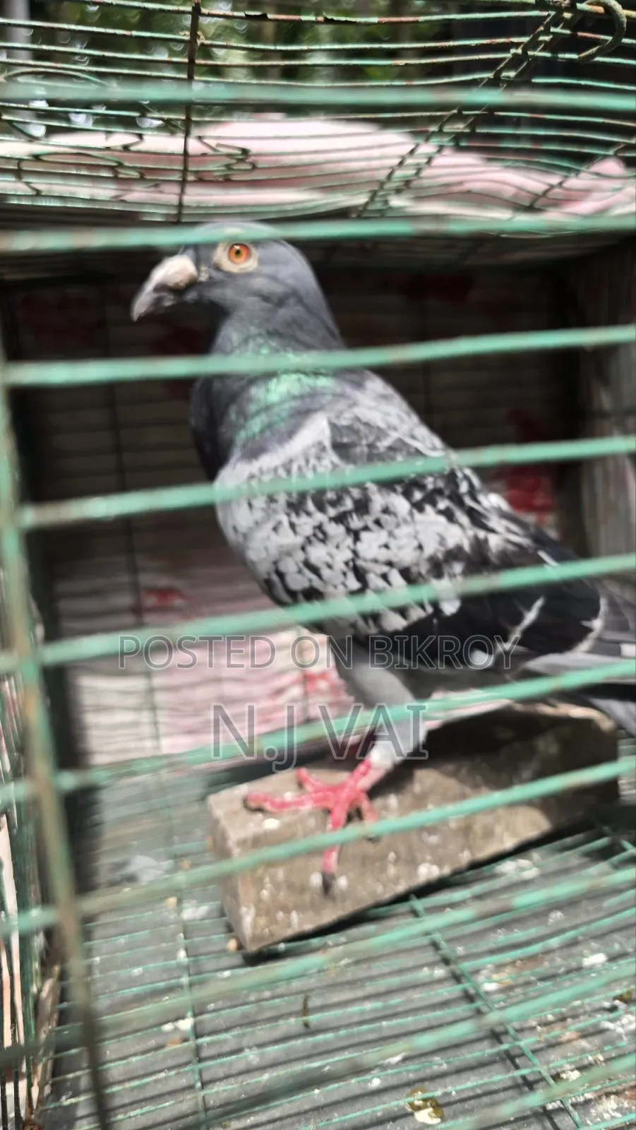 Maxi Male Pigeon
