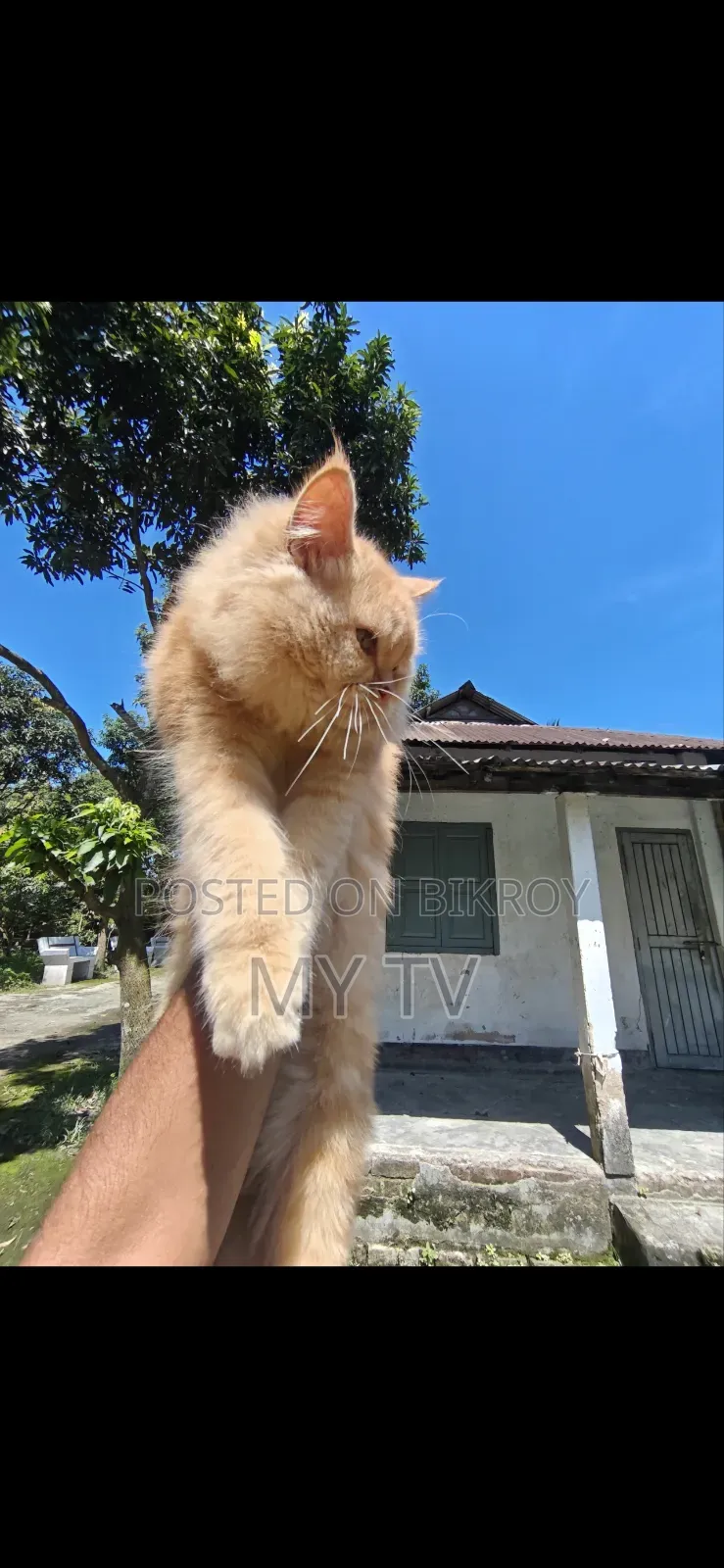 0-1 Month Male Mixed Breed Persian