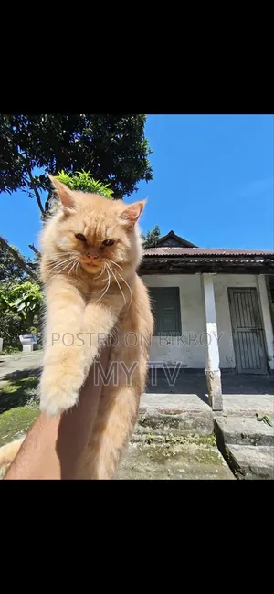 0-1 Month Male Mixed Breed Persian