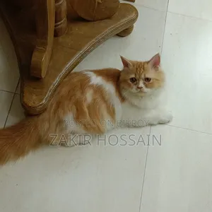 ৩-৬ মাসের পুরুষ খাঁটি পার্সিয়ান বিড়াল