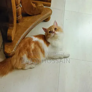 ৩-৬ মাসের পুরুষ খাঁটি পার্সিয়ান বিড়াল