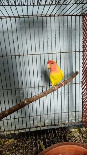 Love Bird একপিস Male বিক্রয় করা হবে