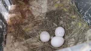 Love Bird একপিস Male বিক্রয় করা হবে