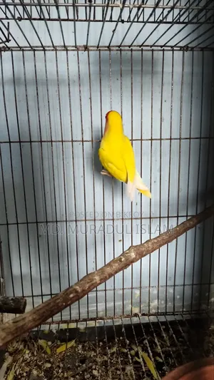 Love Bird একপিস Male বিক্রয় করা হবে