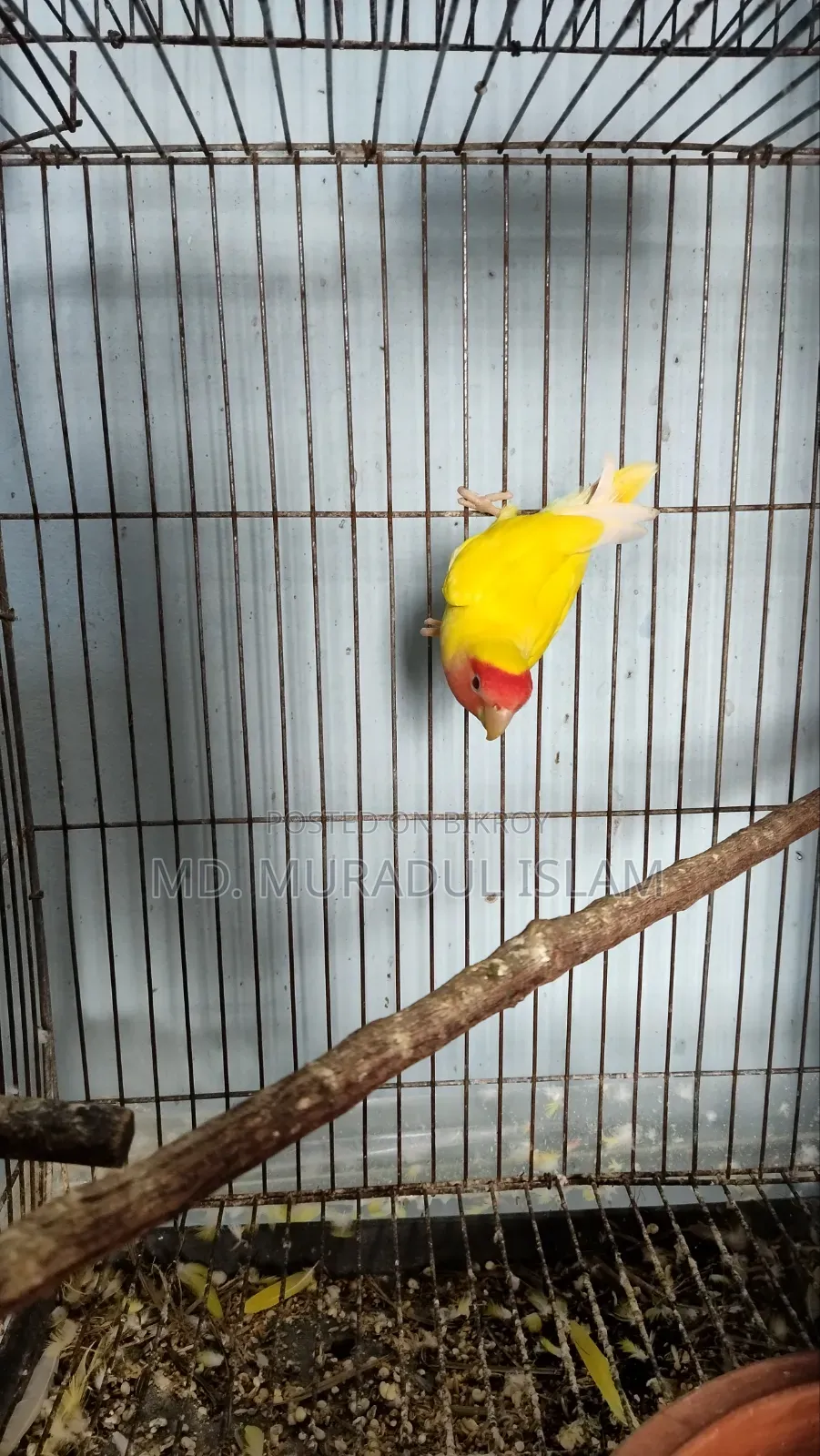Love Bird একপিস Male বিক্রয় করা হবে