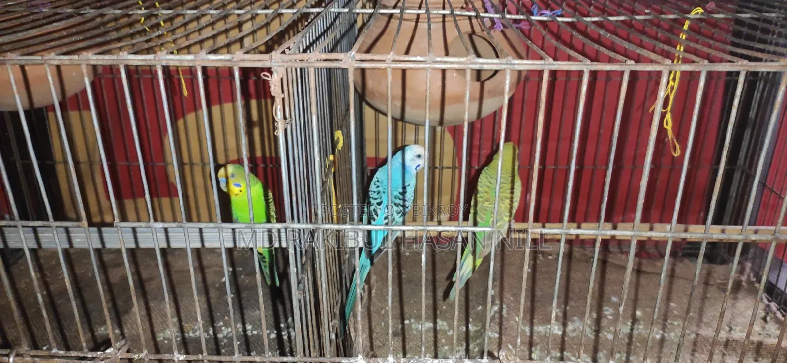 বাজরিগার পাখি