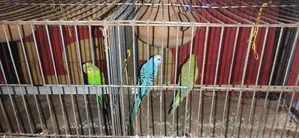 বাজরিগার পাখি