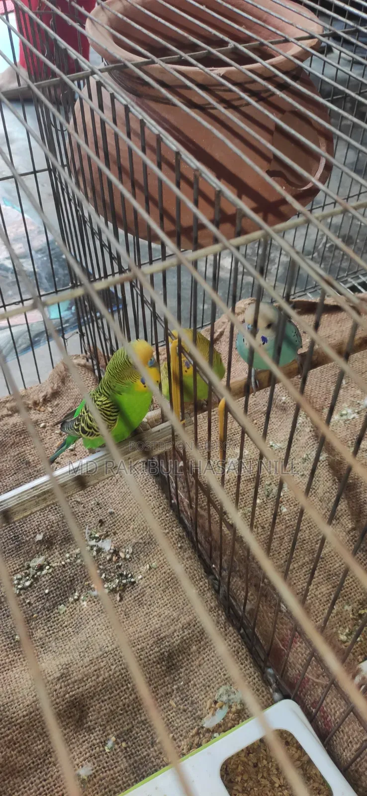 বাজরিগার পাখি