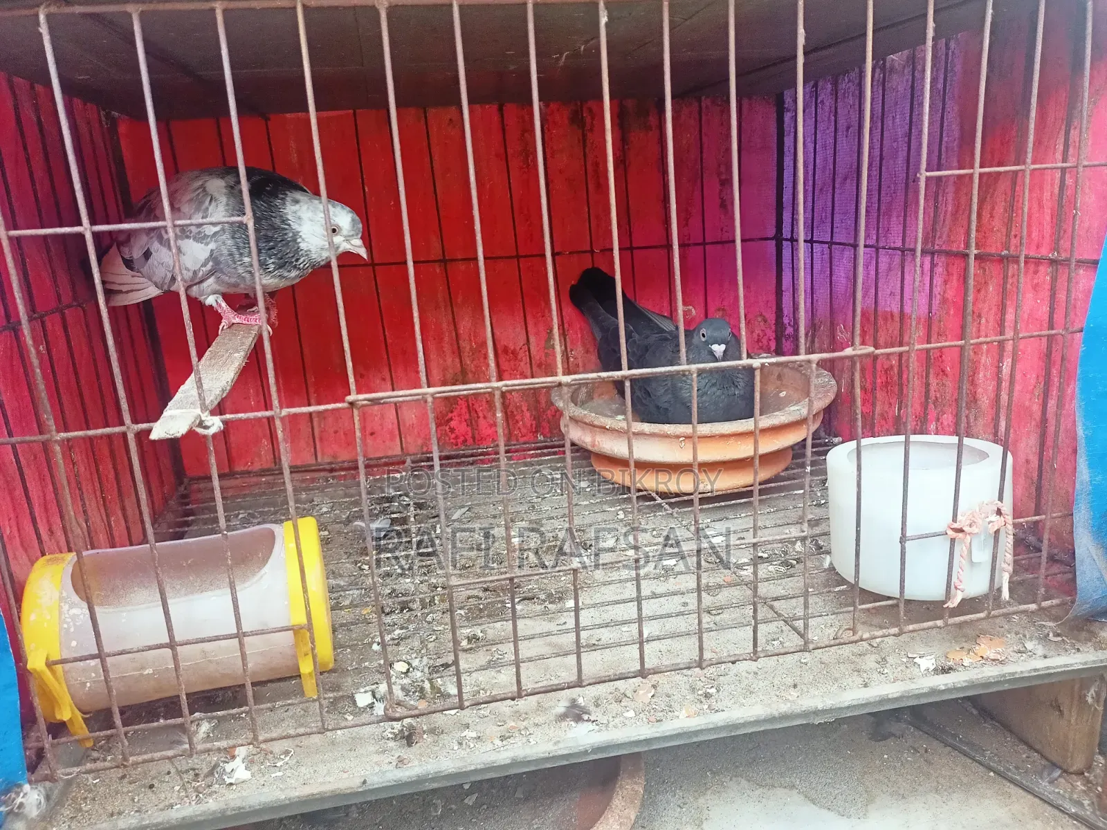 Golla Pigeon