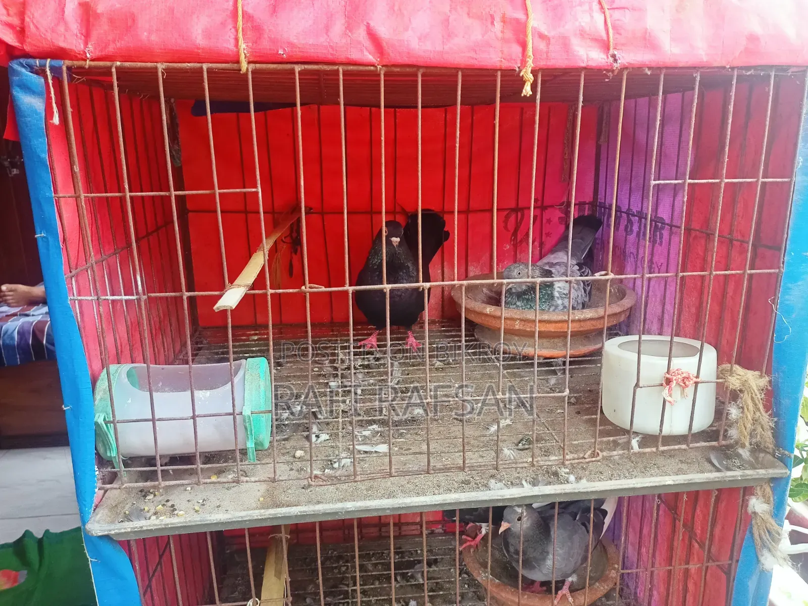 Golla Pigeon