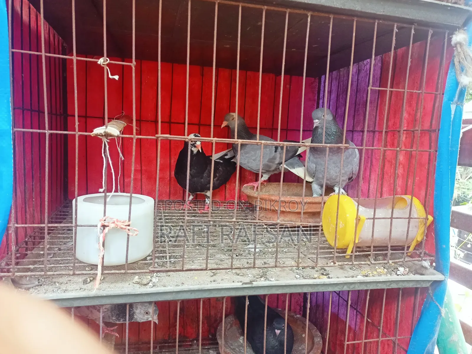 Golla Pigeon