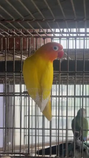 ফিশার লাভ বার্ড জোড়া