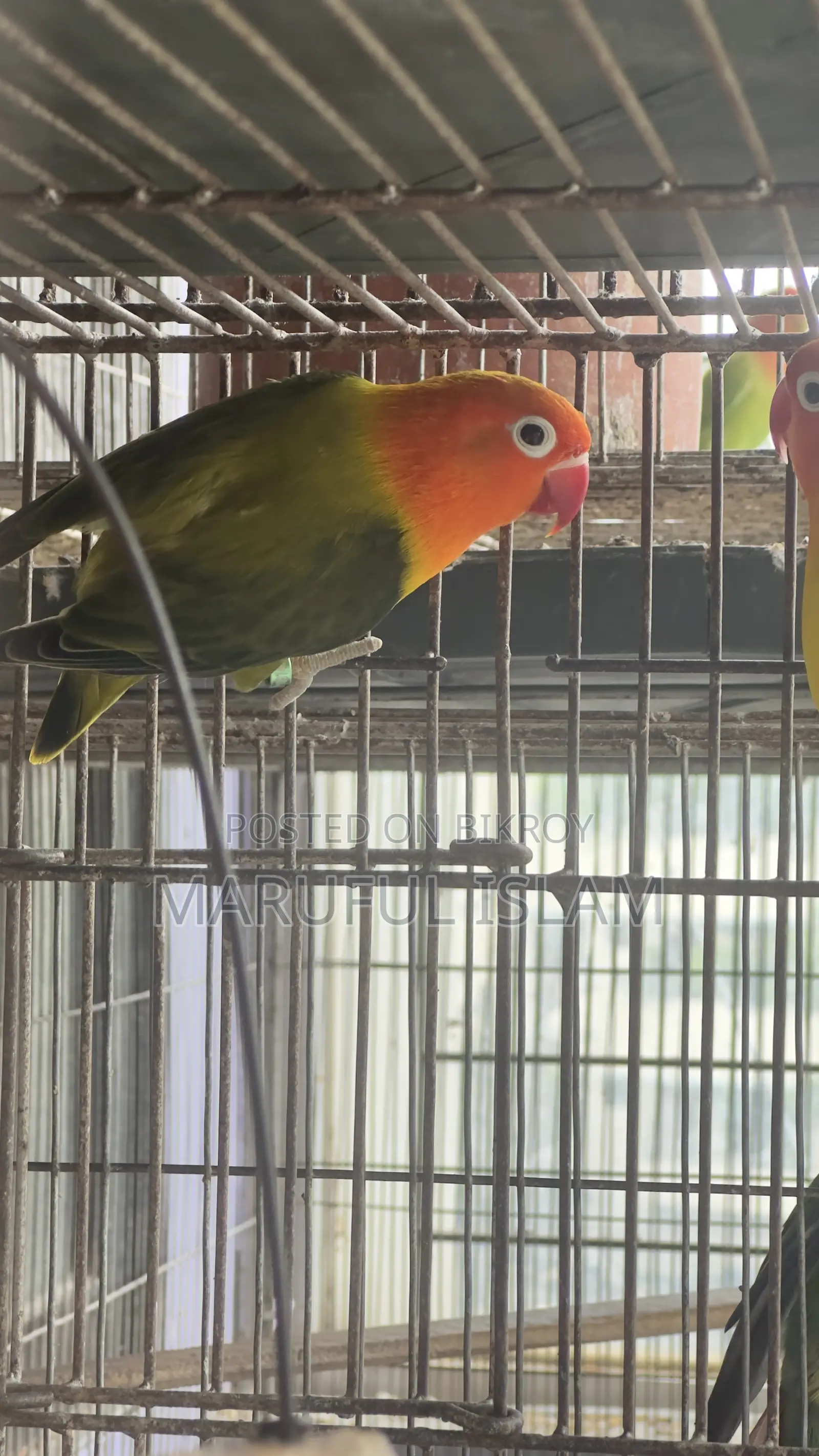 ফিশার লাভ বার্ড জোড়া