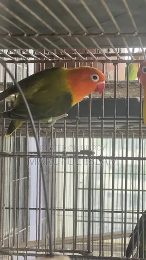 ফিশার লাভ বার্ড জোড়া