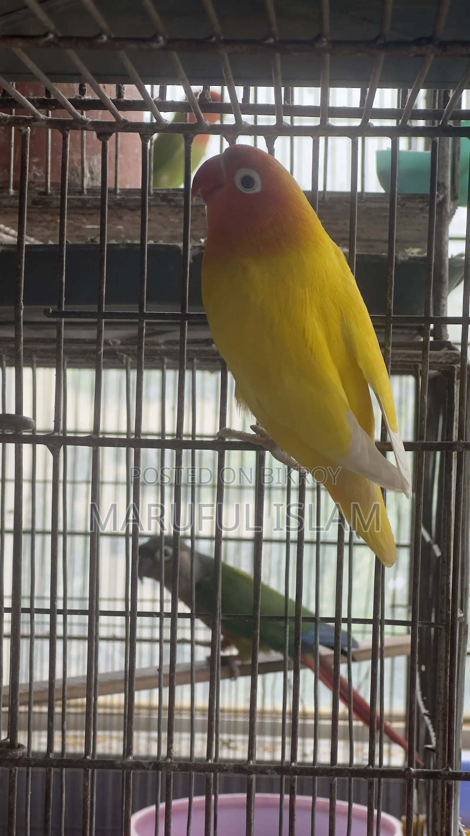 ফিশার লাভ বার্ড জোড়া