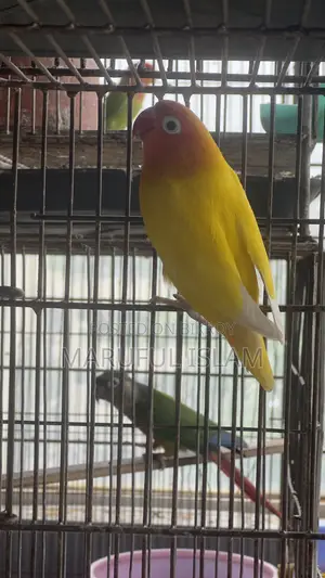 ফিশার লাভ বার্ড জোড়া
