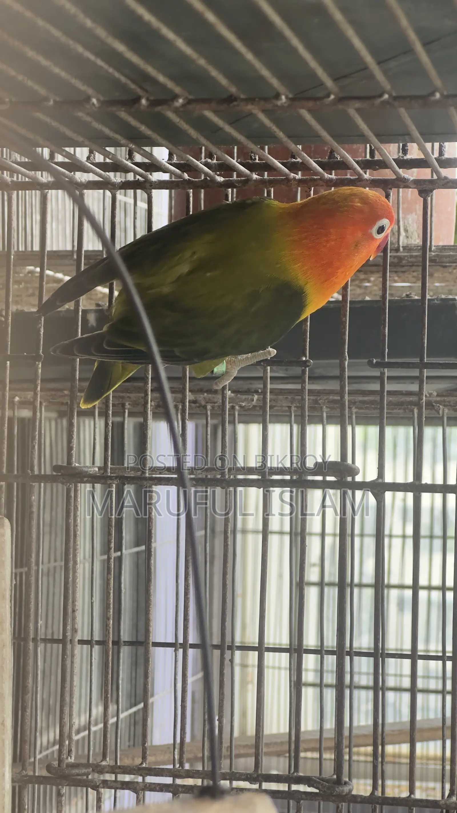 ফিশার লাভ বার্ড জোড়া