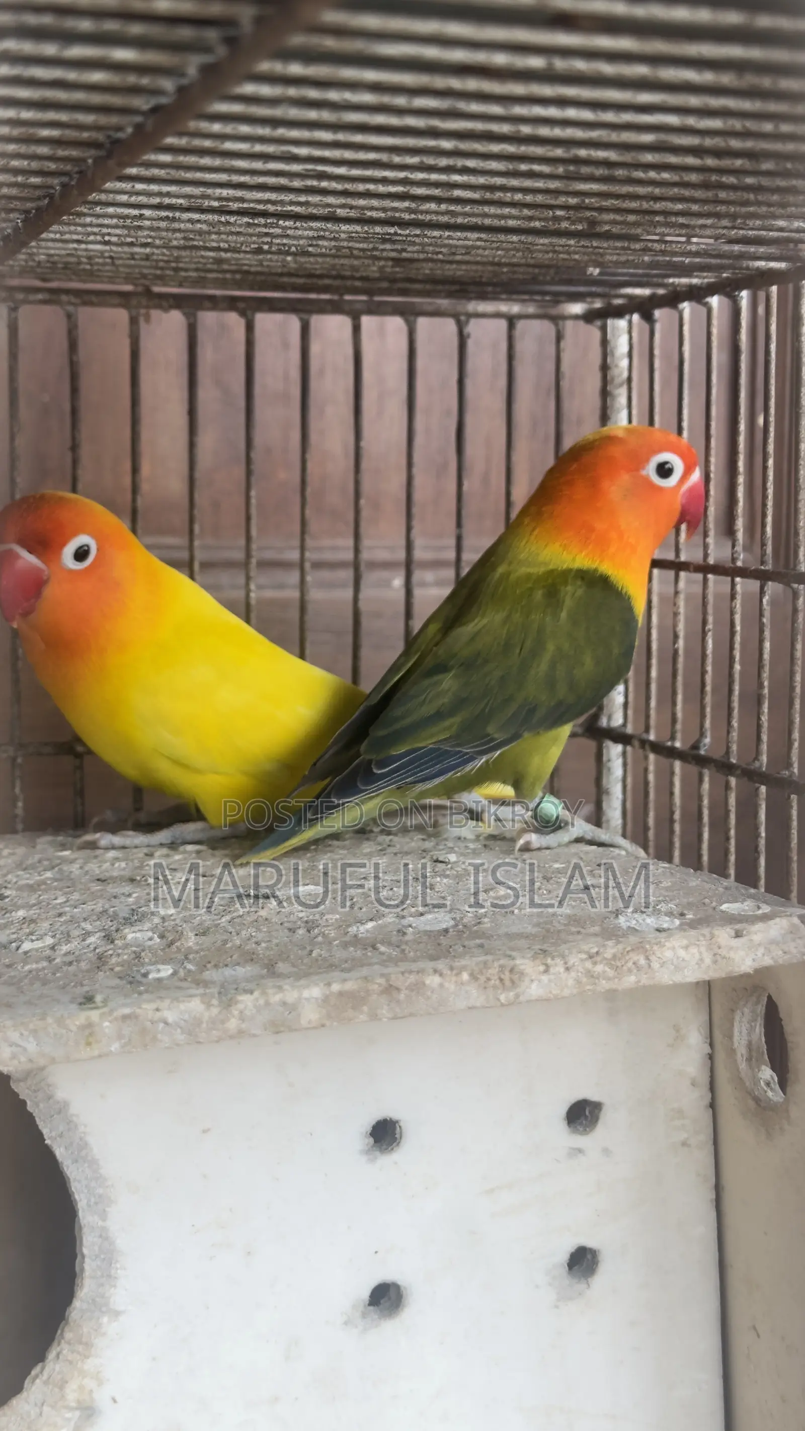 ফিশার লাভ বার্ড জোড়া