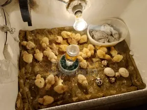 White Giant Coturnix Quail
