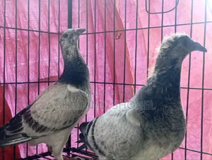 Grizzle Racer Pigeon Pair
