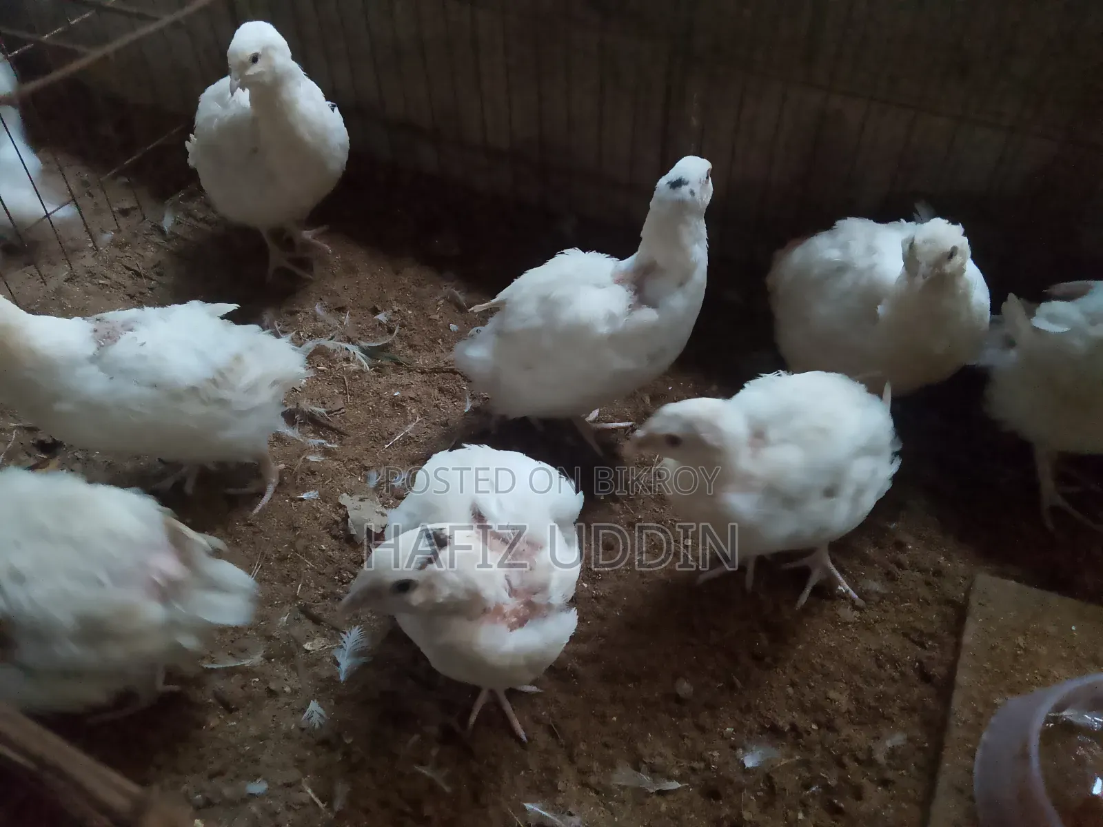 White Giant Coturnix Quail