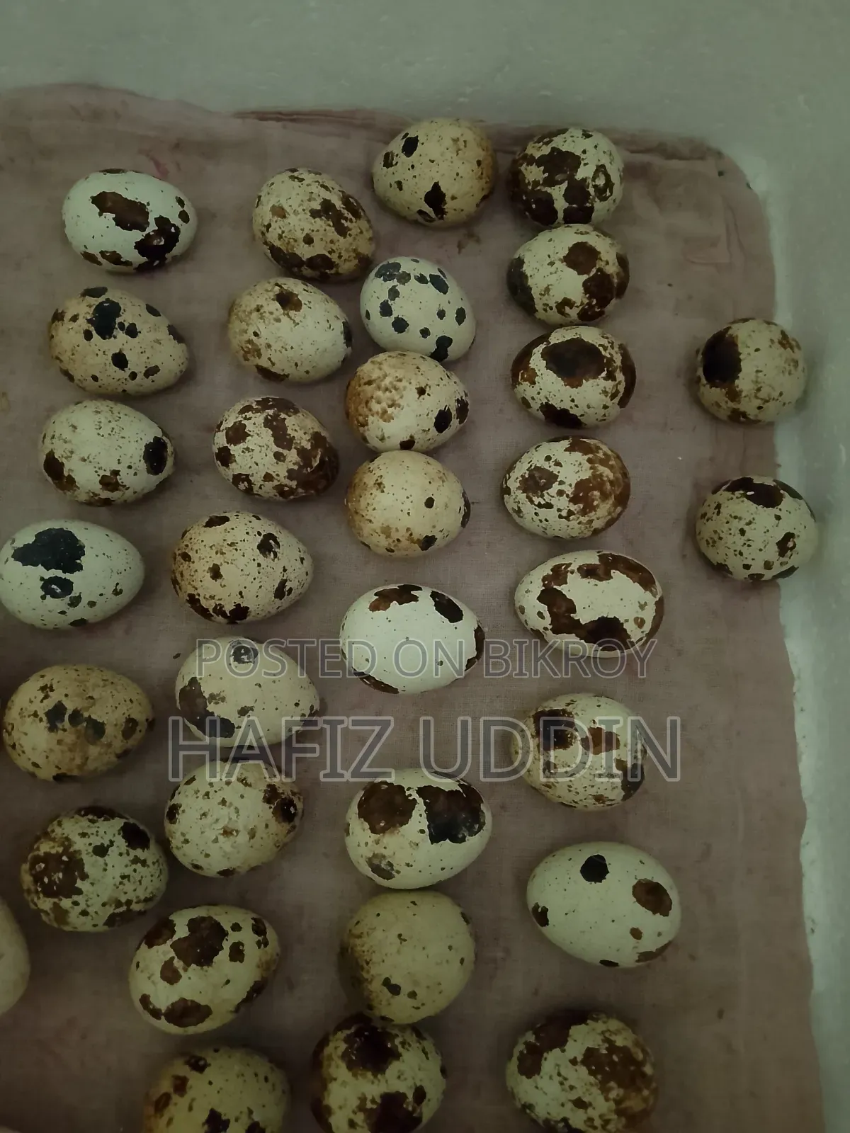 White Giant Coturnix Quail