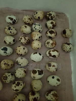 White Giant Coturnix Quail