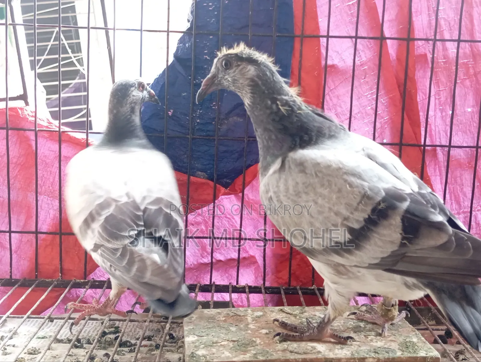 Grizzle Racer Pigeon Pair