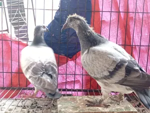 Grizzle Racer Pigeon Pair