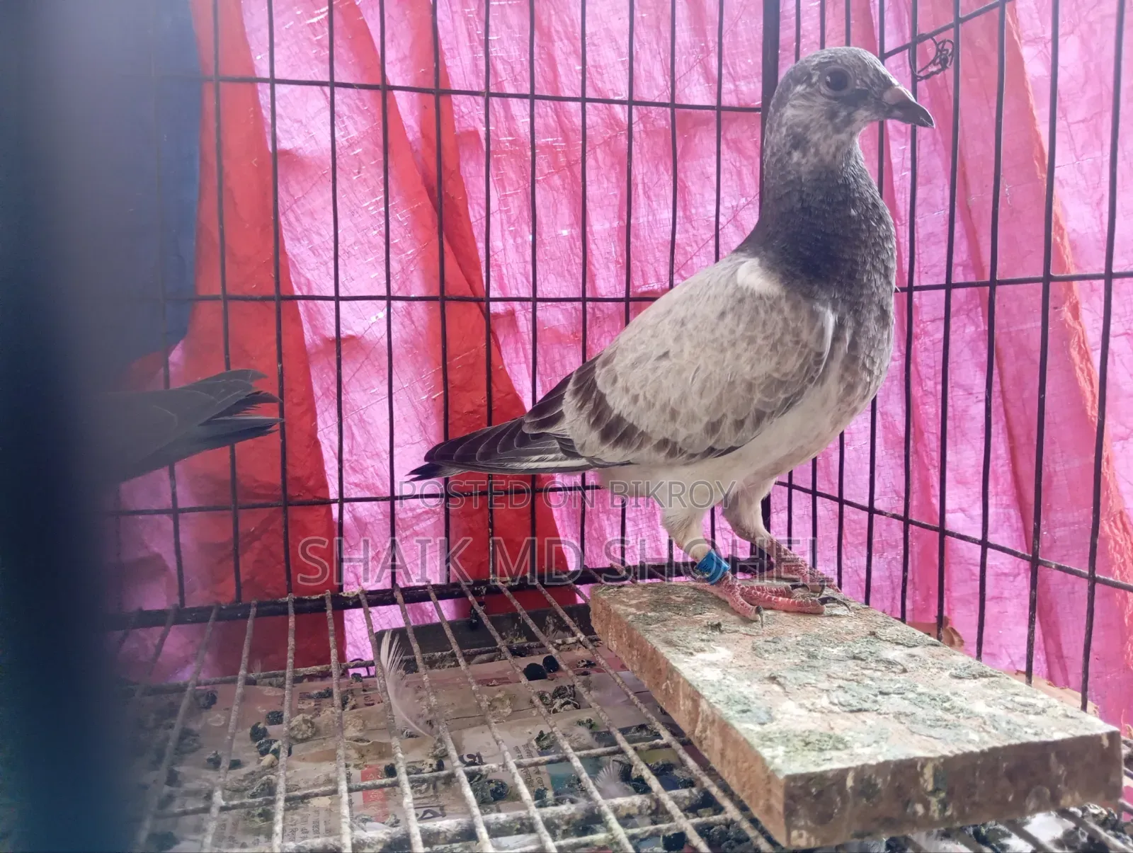 Grizzle Racer Pigeon Pair