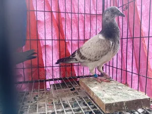 Grizzle Racer Pigeon Pair