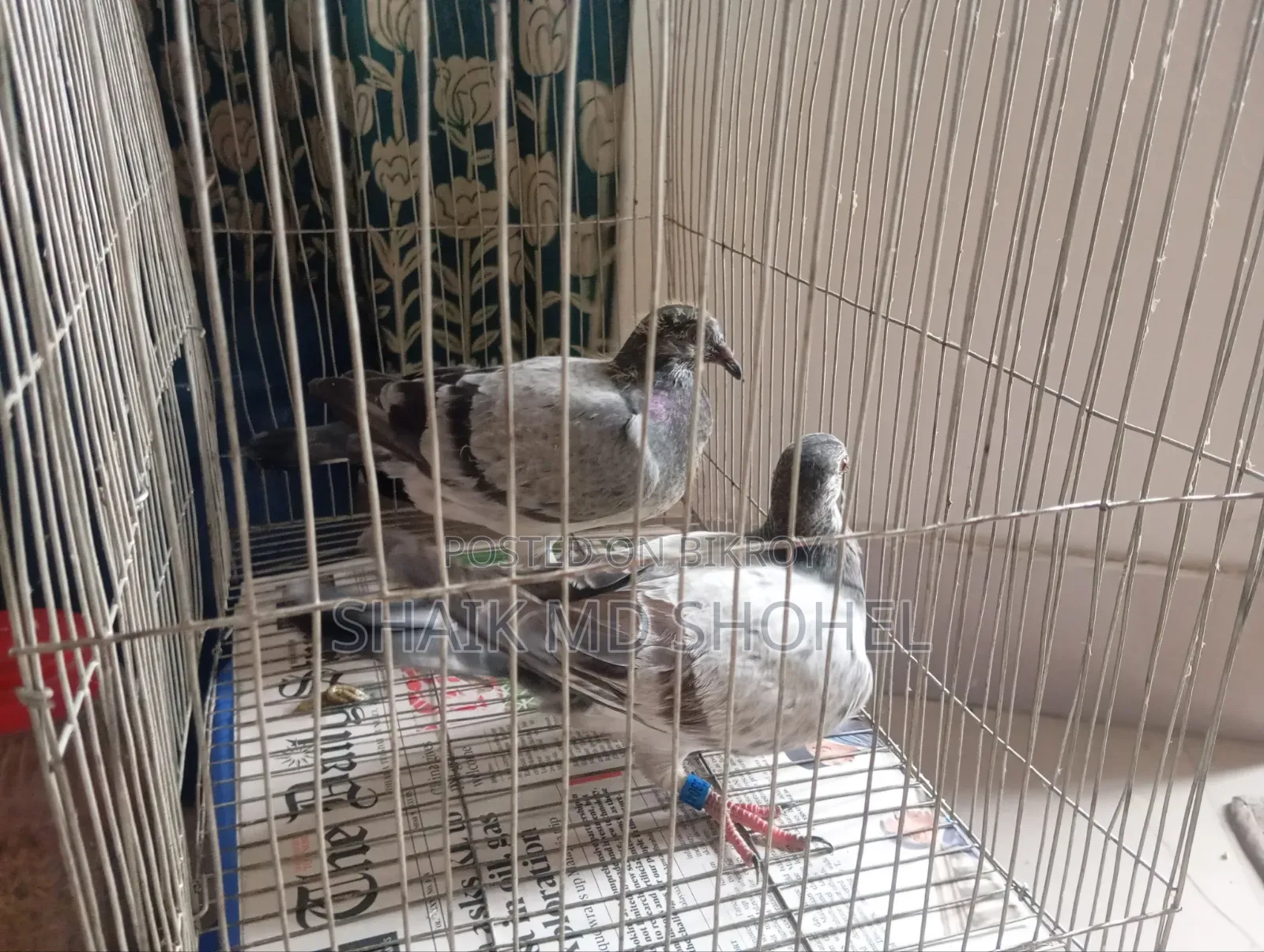 Grizzle Racer Pigeon Pair