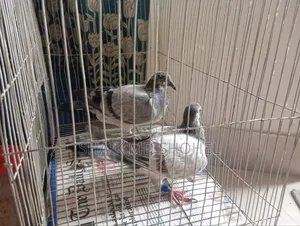 Grizzle Racer Pigeon Pair
