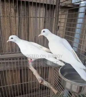 Australian Red and White Dove Birds for Sale | Bird Shop and Farm