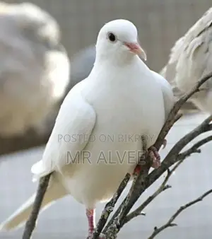 Australian Red and White Dove Birds for Sale | Bird Shop and Farm