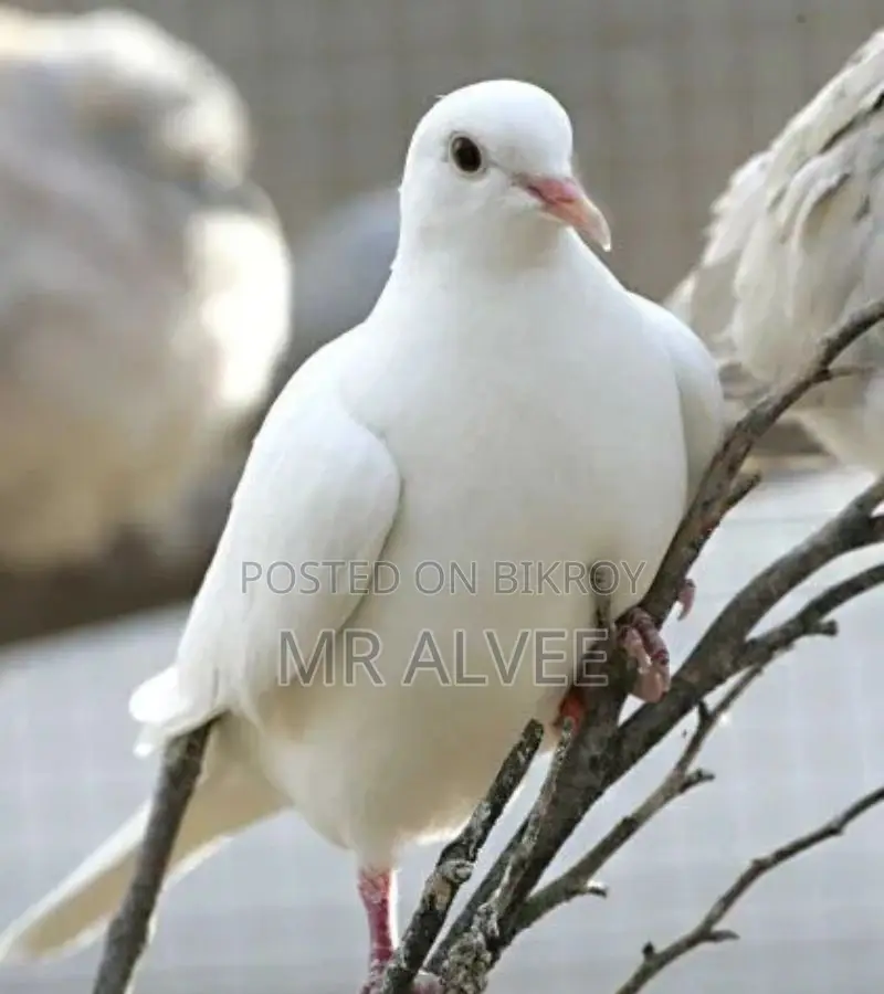 Australian Red and White Dove Birds for Sale | Bird Shop and Farm