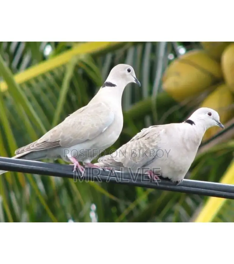 Australian Red and White Dove Birds for Sale | Bird Shop and Farm