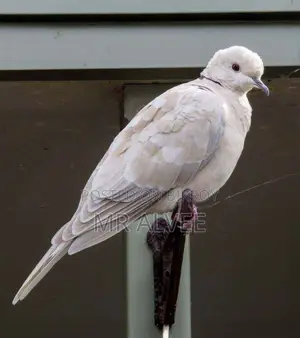 Australian Red and White Dove Birds for Sale | Bird Shop and Farm