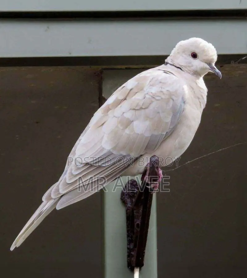 Australian Red and White Dove Birds for Sale | Bird Shop and Farm