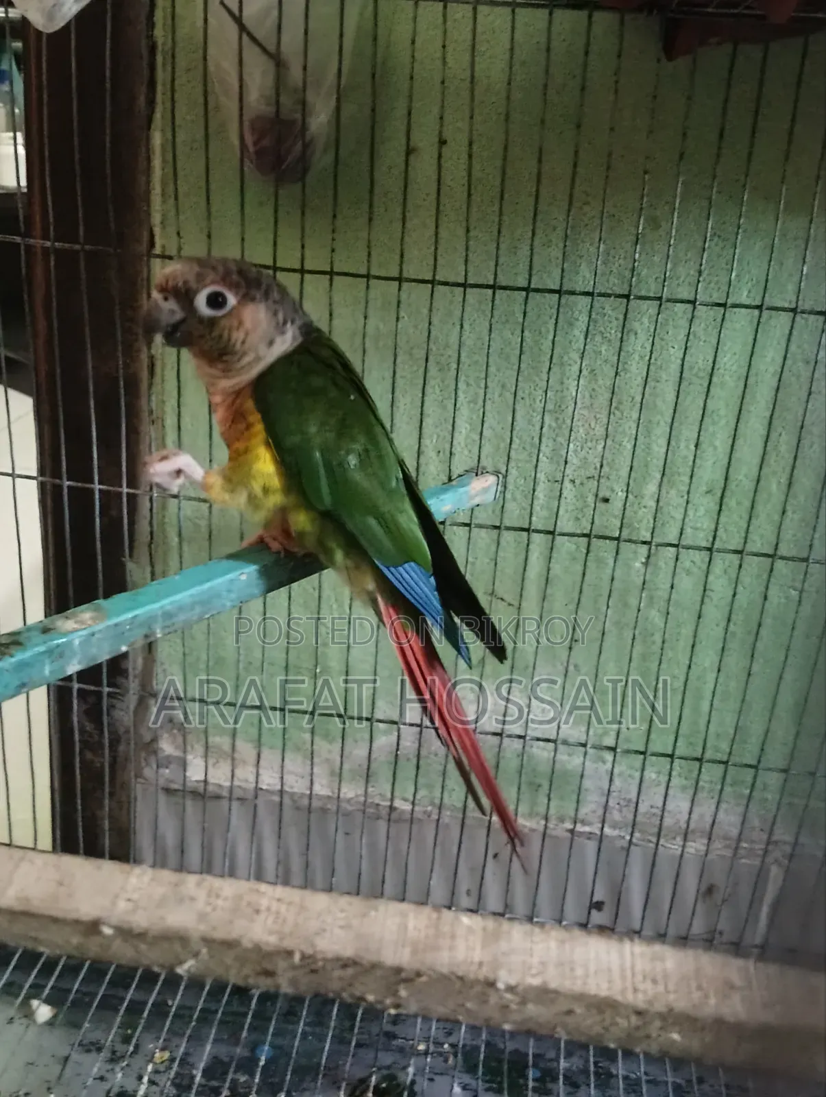 গ্রিন চিক কোনুর