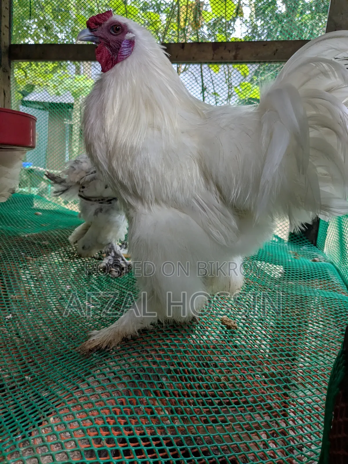বড় বাহামা এবং সিল্কি মিক্সড