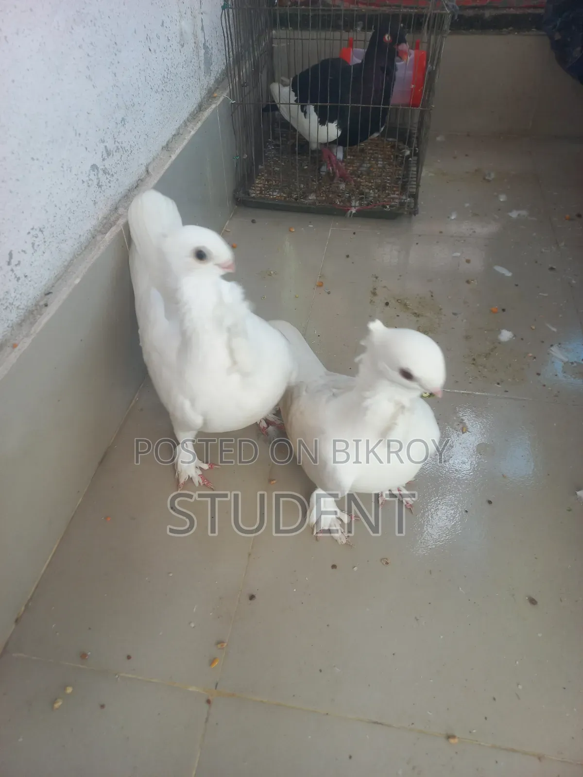 White Satin Cock(Male) Silver Satin Hen(Female) Running Pair