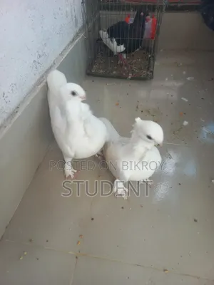 White Satin Cock(Male) Silver Satin Hen(Female) Running Pair