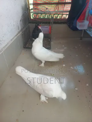White Satin Cock(Male) Silver Satin Hen(Female) Running Pair