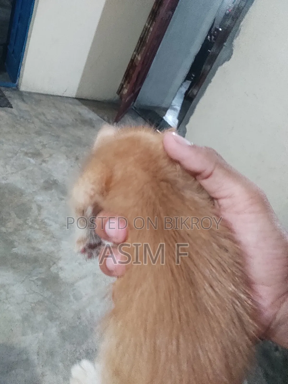 ১-৩ মাসের নর মিক্সড ব্রিড পার্সিয়ান