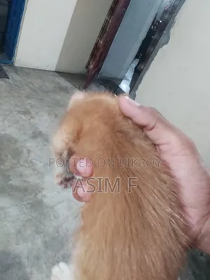 ১-৩ মাসের নর মিক্সড ব্রিড পার্সিয়ান