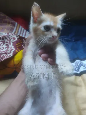 ১-৩ মাসের নর মিক্সড ব্রিড পার্সিয়ান