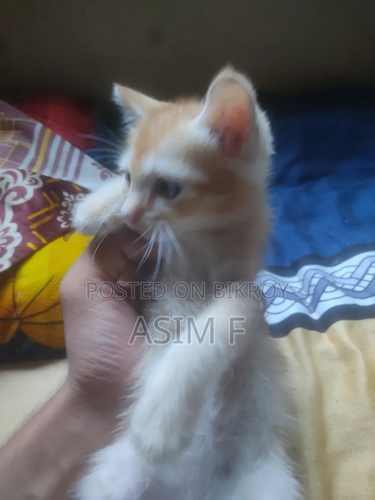 ১-৩ মাসের নর মিক্সড ব্রিড পার্সিয়ান