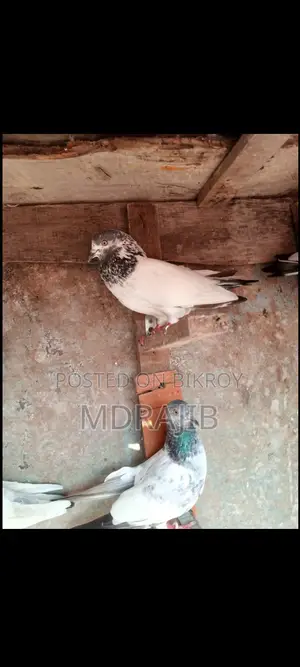 Pakistani High Flyer Pigeon